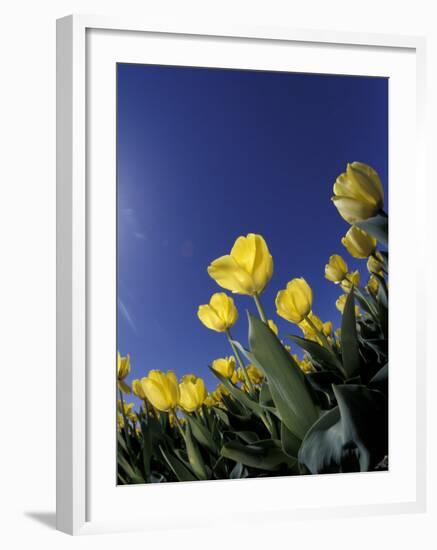 Tulips, Cincinatti, Ohio, USA-Adam Jones-Framed Photographic Print