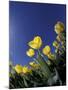 Tulips, Cincinatti, Ohio, USA-Adam Jones-Mounted Photographic Print
