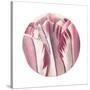 Tulips Circle-Wild Apple Portfolio-Stretched Canvas