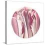 Tulips Circle-Wild Apple Portfolio-Stretched Canvas