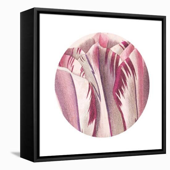 Tulips Circle-Wild Apple Portfolio-Framed Stretched Canvas