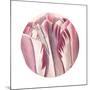 Tulips Circle-Wild Apple Portfolio-Mounted Art Print