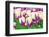 Tulips Close-Up-Trombax-Framed Photographic Print