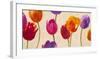 Tulips & Colors-Luca Villa-Framed Art Print