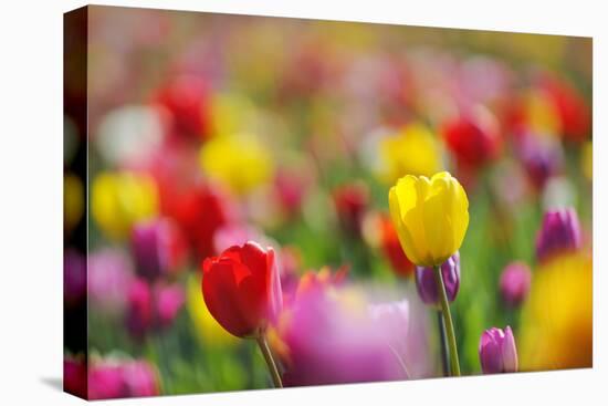 Tulips, Colours, Passed Away, Flowers, Spring Flowers, Blossoms, Differently, Spring, Yellow, Red-Herbert Kehrer-Stretched Canvas