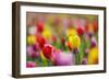 Tulips, Colours, Passed Away, Flowers, Spring Flowers, Blossoms, Differently, Spring, Yellow, Red-Herbert Kehrer-Framed Photographic Print