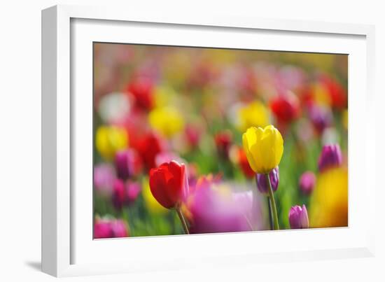 Tulips, Colours, Passed Away, Flowers, Spring Flowers, Blossoms, Differently, Spring, Yellow, Red-Herbert Kehrer-Framed Photographic Print