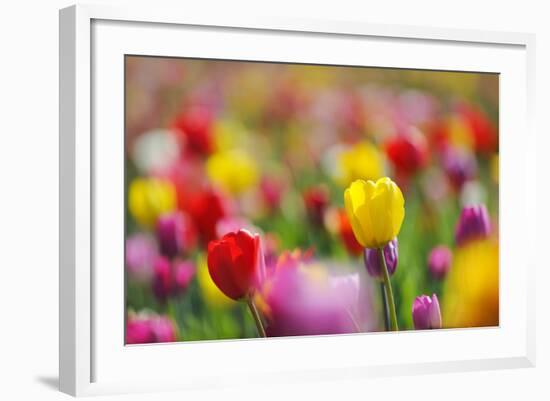 Tulips, Colours, Passed Away, Flowers, Spring Flowers, Blossoms, Differently, Spring, Yellow, Red-Herbert Kehrer-Framed Photographic Print