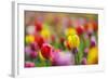 Tulips, Colours, Passed Away, Flowers, Spring Flowers, Blossoms, Differently, Spring, Yellow, Red-Herbert Kehrer-Framed Photographic Print