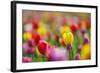 Tulips, Colours, Passed Away, Flowers, Spring Flowers, Blossoms, Differently, Spring, Yellow, Red-Herbert Kehrer-Framed Photographic Print