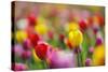 Tulips, Colours, Passed Away, Flowers, Spring Flowers, Blossoms, Differently, Spring, Yellow, Red-Herbert Kehrer-Stretched Canvas