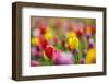 Tulips, Colours, Passed Away, Flowers, Spring Flowers, Blossoms, Differently, Spring, Yellow, Red-Herbert Kehrer-Framed Photographic Print