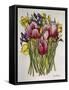 Tulips, Daffodils and Iris-Joan Thewsey-Framed Stretched Canvas