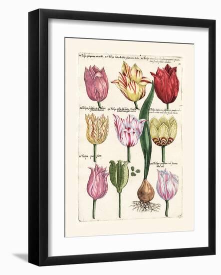 Tulips en Masse II-null-Framed Art Print