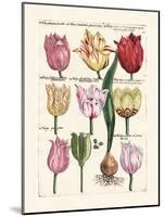 Tulips en Masse II-null-Mounted Art Print