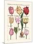 Tulips en Masse II-null-Mounted Art Print