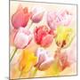 Tulips Flowers Close Up for-Svetlana Foote-Mounted Art Print