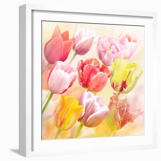 Tulips Flowers Close Up for-Svetlana Foote-Framed Art Print