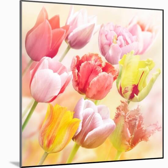 Tulips Flowers Close Up for-Svetlana Foote-Mounted Art Print