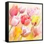 Tulips Flowers Close Up for-Svetlana Foote-Framed Stretched Canvas