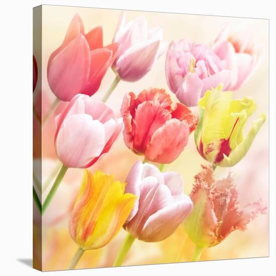 Tulips Flowers Close Up for-Svetlana Foote-Stretched Canvas