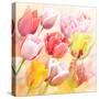 Tulips Flowers Close Up for-Svetlana Foote-Stretched Canvas