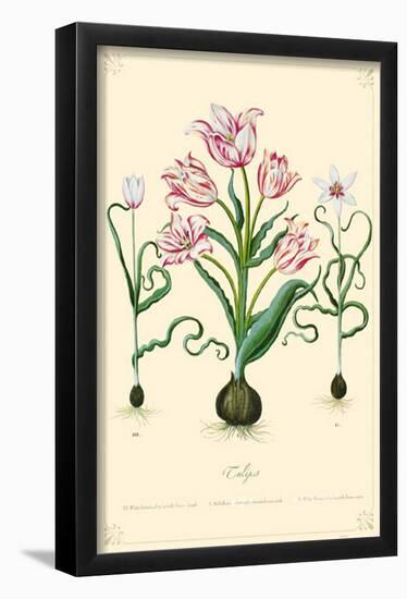 Tulips Flowers-null-Framed Poster