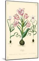 Tulips Flowers-null-Mounted Poster