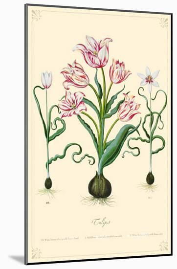 Tulips Flowers-null-Mounted Poster