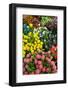 Tulips for Sale at the Bloemenmarkt-Guido Cozzi-Framed Photographic Print