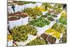 Tulips for Sale in the Bloemenmarkt, the Floating Flower Market, Amsterdam, Netherlands, Europe-Amanda Hall-Mounted Photographic Print