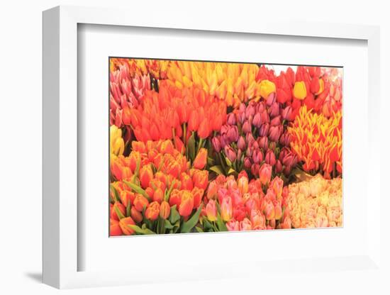 Tulips for sale.-Stuart Westmorland-Framed Photographic Print