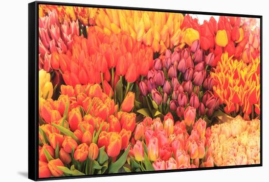 Tulips for sale.-Stuart Westmorland-Framed Stretched Canvas