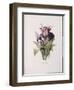 Tulips, from 'A Fine Series of Floral Bouquets'-Pierre-Joseph Redouté-Framed Giclee Print