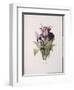 Tulips, from 'A Fine Series of Floral Bouquets'-Pierre-Joseph Redouté-Framed Giclee Print