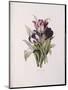 Tulips, from 'A Fine Series of Floral Bouquets'-Pierre-Joseph Redouté-Mounted Giclee Print