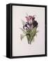 Tulips, from 'A Fine Series of Floral Bouquets'-Pierre-Joseph Redouté-Framed Stretched Canvas