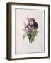 Tulips, from 'A Fine Series of Floral Bouquets'-Pierre-Joseph Redouté-Framed Giclee Print