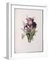 Tulips, from 'A Fine Series of Floral Bouquets'-Pierre-Joseph Redouté-Framed Giclee Print