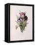 Tulips, from 'A Fine Series of Floral Bouquets'-Pierre-Joseph Redouté-Framed Stretched Canvas