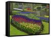 Tulips, Grape Hyacinth and Daffodils, Keukenhof Gardens, Lisse, Netherlands-Adam Jones-Framed Stretched Canvas