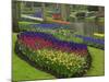 Tulips, Grape Hyacinth and Daffodils, Keukenhof Gardens, Lisse, Netherlands-Adam Jones-Mounted Photographic Print