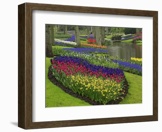 Tulips, Grape Hyacinth and Daffodils, Keukenhof Gardens, Lisse, Netherlands-Adam Jones-Framed Photographic Print