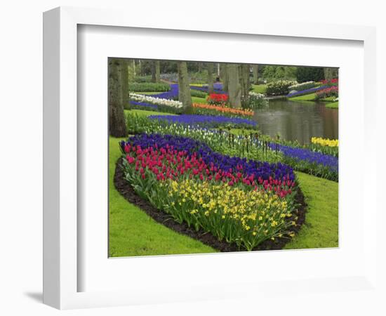 Tulips, Grape Hyacinth and Daffodils, Keukenhof Gardens, Lisse, Netherlands-Adam Jones-Framed Photographic Print