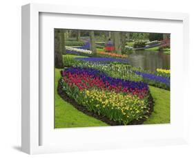 Tulips, Grape Hyacinth and Daffodils, Keukenhof Gardens, Lisse, Netherlands-Adam Jones-Framed Photographic Print