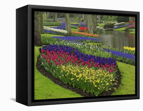 Tulips, Grape Hyacinth and Daffodils, Keukenhof Gardens, Lisse, Netherlands-Adam Jones-Framed Stretched Canvas