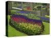 Tulips, Grape Hyacinth and Daffodils, Keukenhof Gardens, Lisse, Netherlands-Adam Jones-Stretched Canvas
