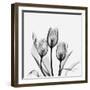 Tulips Greys 3-Albert Koetsier-Framed Art Print