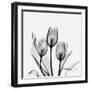 Tulips Greys 3-Albert Koetsier-Framed Art Print