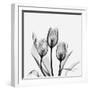 Tulips Greys 3-Albert Koetsier-Framed Art Print